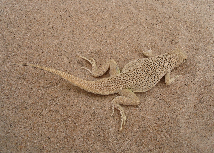 Mojave Fringe-toed Lizard